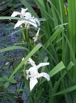 iridaceae 
     iris 
     pseudacorus 
     Crème de la Crème 
     iris des marais