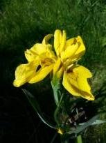 Iris pseudacorus plena
