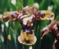 iris pumila gingerbread man