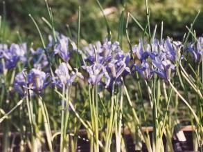 iris reticulata clairette