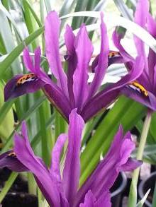 iridaceae 
     iris 
     reticulata 
     Dijt 
     Iris réticulé