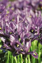 iris reticulata dijt2 jpg