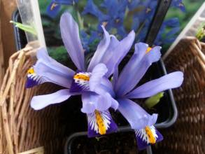 iris reticulata harmony