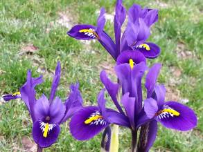 iridaceae 
     iris 
     reticulata 
     Joyce 
     Iris réticulé