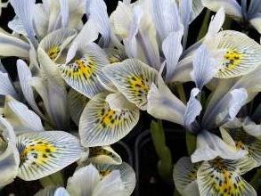 iris reticulata katharine hodgkin