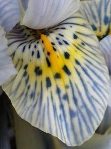 iris reticulata katharine hodgkin