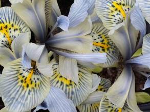 iris reticulata katharine hodgkin