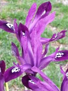 iridaceae 
     iris 
     reticulata 
     Pauline 
     Iris réticulé