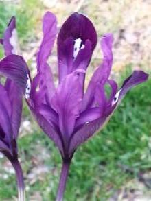 iridaceae 
     iris 
     reticulata 
     Purple Gem 
     Iris réticulé