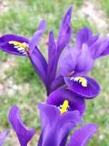 iridaceae 
     iris 
     reticulata 
     Pixie 
     Iris réticulé