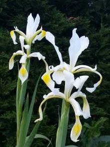 iris spuria