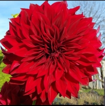 asteraceae 
     dahlia 
     décoratif géant 
     Spartacus 
     dahlia