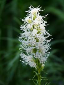 asteraceae 
     liatris 
     spicata 
     Floristan 
     liatris, plume du Kansas