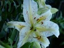 lilium auratum 3