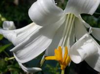 liliaceae 
     lilium 
     candidum 
      
     lys de la Madone, lys blanc