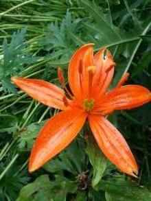 liliaceae 
     lilium 
     hansonii 
     Orange Marmelade 
     lys