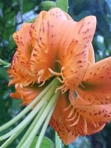 lilium henryi