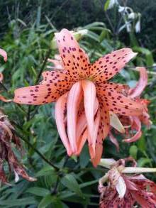 lilium lancifolium flore pleno