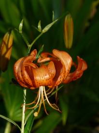 liliaceae 
     lilium 
     lancifolium 
     Splendens 
     lys tigré, lys tigrinum