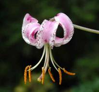 lilium langkongense 1