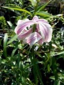 lilium lankongense