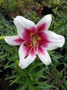 lilium longiflorum triumphator