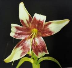 lilium nepalense