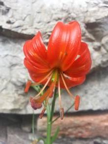 lilium pumilum