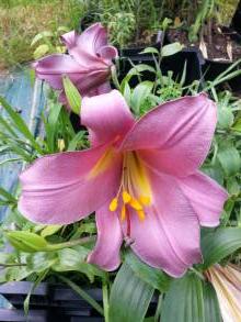 lilium regale pink perfection