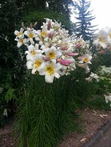 lilium regale