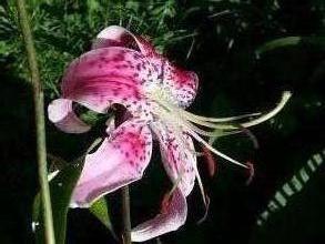 liliaceae 
     lilium 
     speciosum 
     Uchida 
     lys