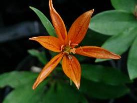 lilium tsingtauense