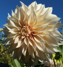 asteraceae 
     dahlia 
     décoratif 
     Café au Lait 
     dahlia