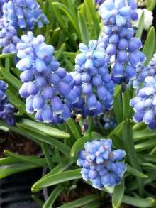 hyacinthaceae 
     muscari 
     armeniacum 
      
     Muscari d'Arménie