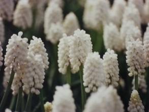 hyacinthaceae 
     muscari 
     armeniacum 
     Venus 
     Muscari d'Arménie