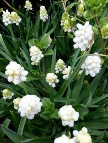 muscari aucheri white magic