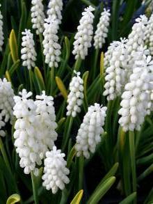 hyacinthaceae 
     muscari 
     botryoides 
     Album 
     muscari