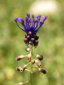 hyacinthaceae 
     muscari 
     comosum 
      
     Muscari à toupet