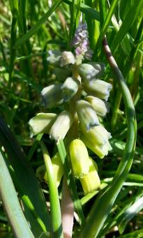 hyacinthaceae 
     muscari 
     macrocarpum 
     Golden Fragrance 
     muscari parfumé