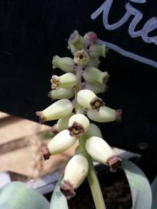 hyacinthaceae 
     muscari 
     muscarimi 
      
     muscari parfumé