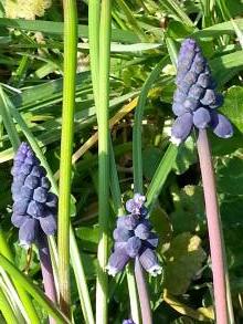 hyacinthaceae 
     muscari 
     neglectum 
      
     muscari