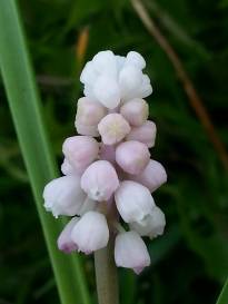 hyacinthaceae 
     muscari 
     Pink Sunrise 
      
     muscari
