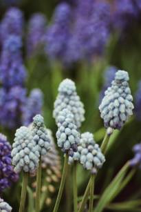 hyacinthaceae 
     muscari 
      
     Valerie Finnis 
     muscari