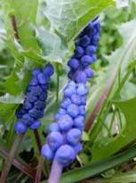 hyacinthaceae 
     muscari 
     parviflorum 
      
     muscari