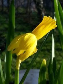 amaryllidaceae 
     narcissus 
     cyclamineus 
     Mite 
     narcisse