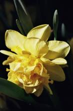 narcissus double butter and eggs2 jpg