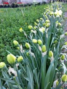 amaryllidaceae 
     narcissus 
     double 
     Manly 
     narcisse