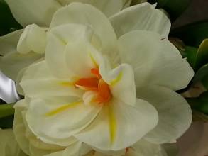 amaryllidaceae 
     narcissus 
     double 
     Sir Winston Churchill 
     narcisse