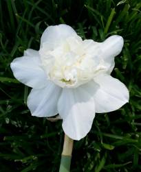 amaryllidaceae 
     narcissus 
     double 
     White Marvel 
     narcisse