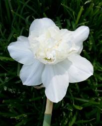 narcissus double white marvel